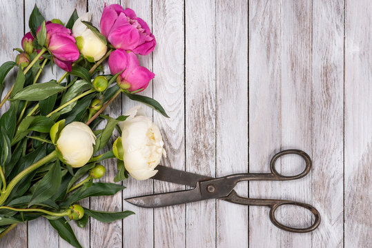 Bouquet of white and pink peonies flowers and vintage scissors on white painted wooden planks. Space for custom text. Square image. Top view.