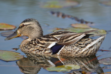 canard colvert