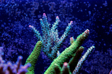 Blue Acropora SPS coral