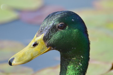 canard colvert