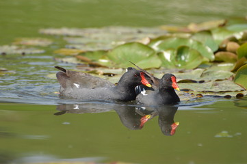 poule d'eau © Seabird75
