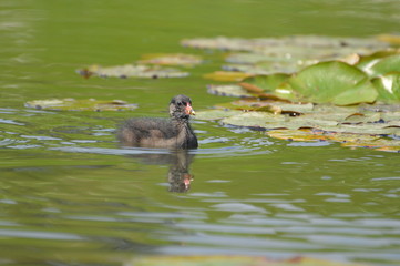 poule d'eau © Seabird75