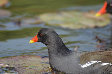 poule d'eau © Seabird75