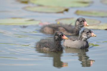poule d'eau © Seabird75