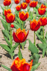 beautifull flower tulips