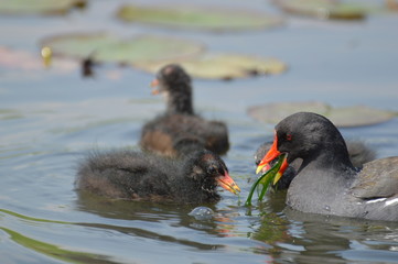 poule d'eau © Seabird75