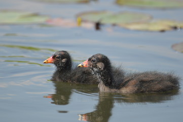 poule d'eau © Seabird75