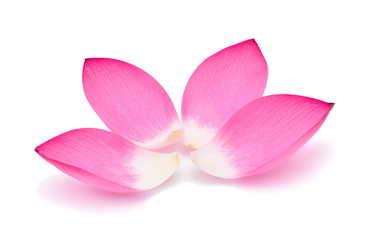 Closeup on lotus petal isolate on white background