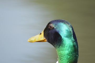 canard colvert