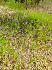 Dnieper marshes