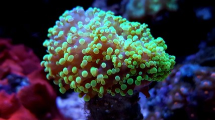 Frogspawn green coral