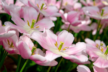 Pink tulips background.