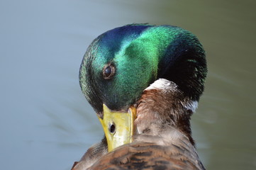 canard colvert
