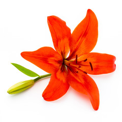 Lily flower with buds isolated on a white background.