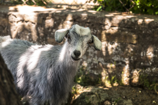 Ke&ccedil;i
