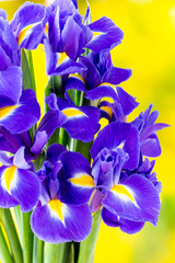 Obraz premium Purple iris flower on the yellow background.