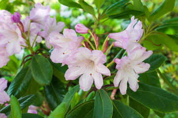 Obraz na płótnie Canvas Beautiful blooming azaleas and rhododendrons in the garden
