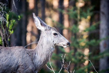 Wild forest mule deer Odocoileus portrait