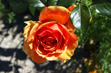 Orange-fire rose