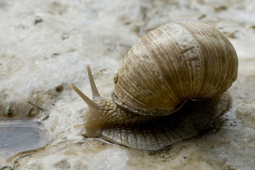 Snails crawl on limestone