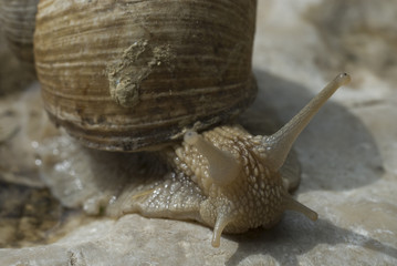 Snails crawl on limestone