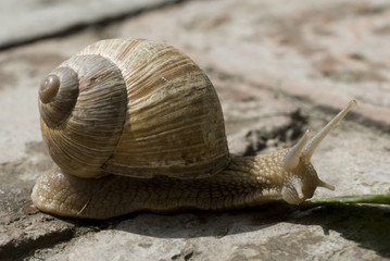 Snails crawl on limestone
