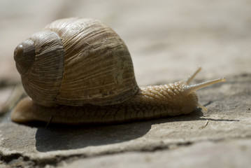 Snails crawl on limestone