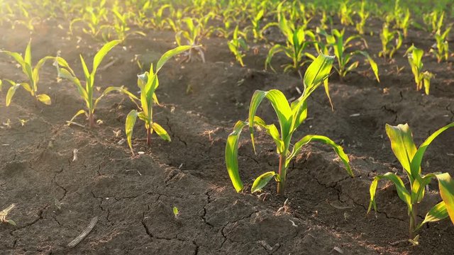 Camera sliding through young corn crop rows in cultivated field