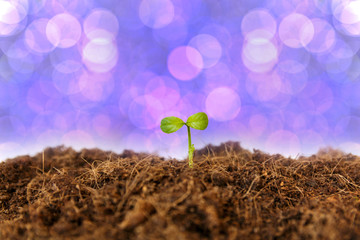 new life : young sapling on soil