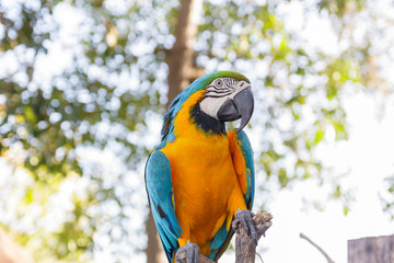 beautiful  macow standing on branch