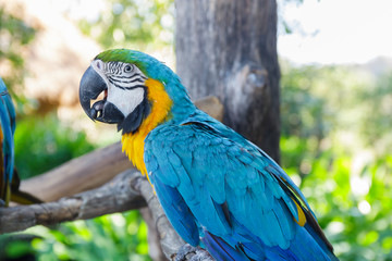 Obraz premium beautiful macow standing on branch