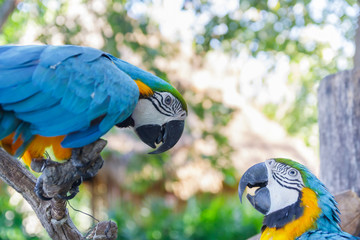 beautiful  macow standing on branch