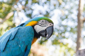 beautiful  macow standing on branch
