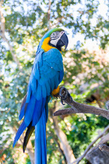 beautiful  macow standing on branch