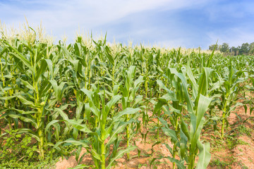 Obraz premium corn plantation in Thailand
