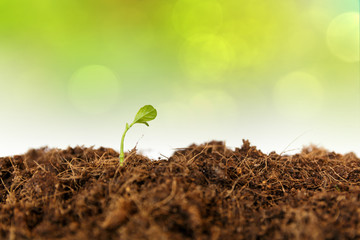 new life : young sapling on soil