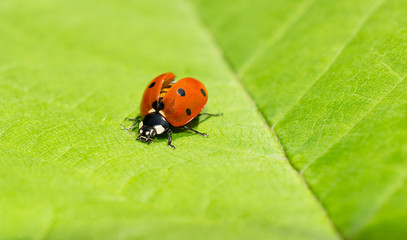 Naklejka premium Macro of a ladybug with wing covers opened on a green leaf