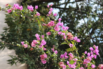 Purple and pink Bougainvillea in the garden