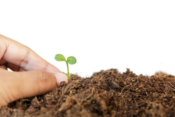 new life : hand take care young plant