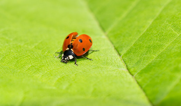 Macro of a ladybug with wing covers opened on a green leaf