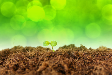 new life : young sapling on soil