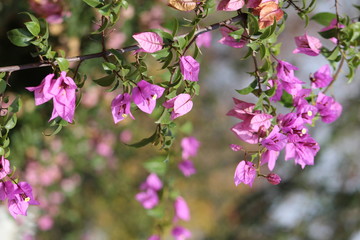 Purple Bougainvillea in the garden
