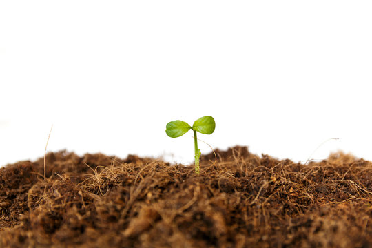 new life : young sapling on soil