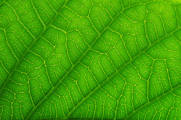 Close up on green leaf texture. nature texture.