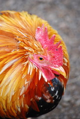 Kauai Rooster