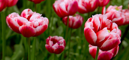 Red tulips background.