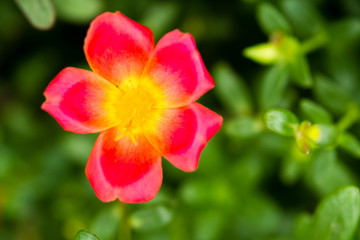 Common purslane pink flowers on a background of green leaves. An