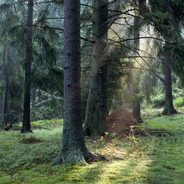A ant-hill in the forest,Finland.