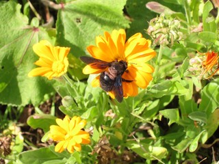 carpenter bee on  Calendula officinalis