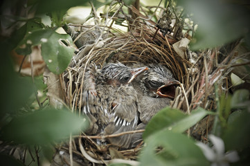 The flappers in the nest